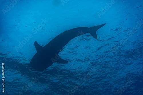 a large whale shark swims near the surface of the water in the warm Galapagos currents