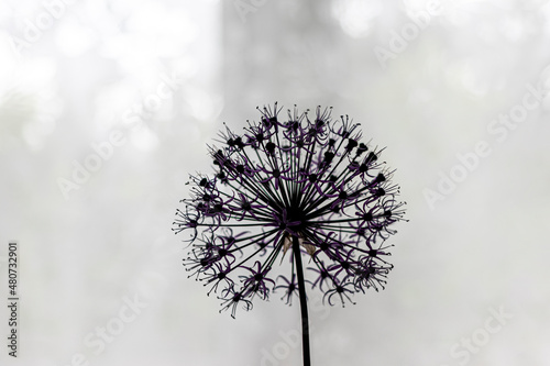 Contrasting silhouette of the onion-batun flower on a blurry background