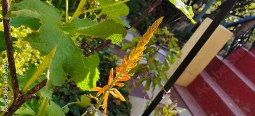 Garden plant