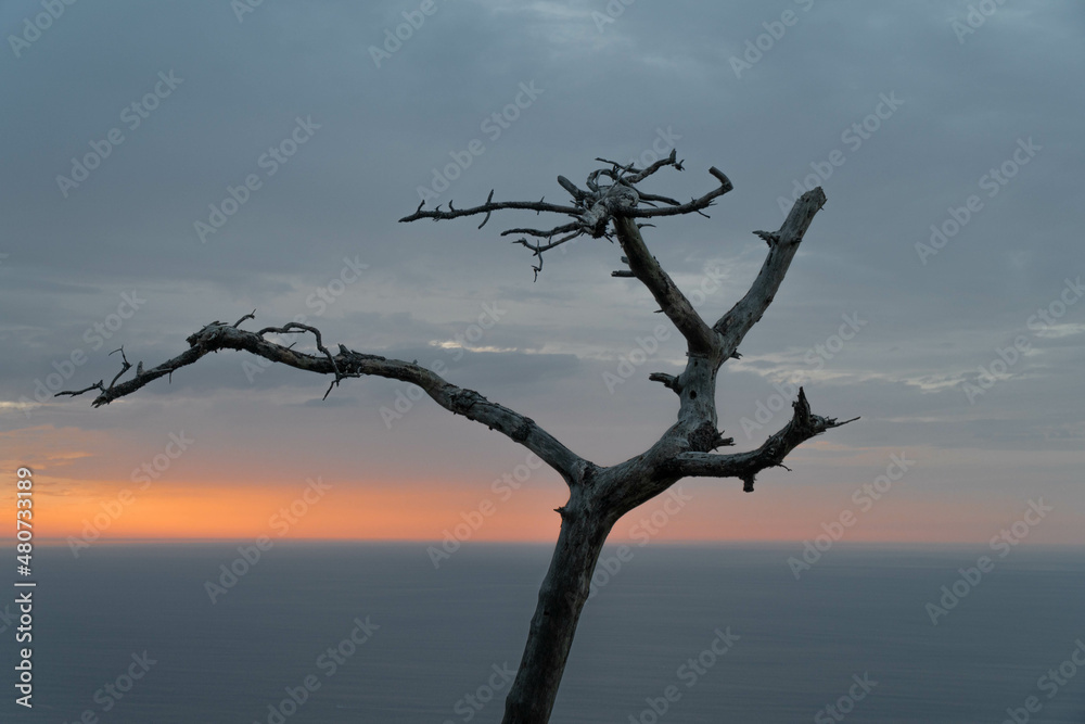 Dry tree with the sea in the background at sunset Dry tree with the sea in the background at sunset
