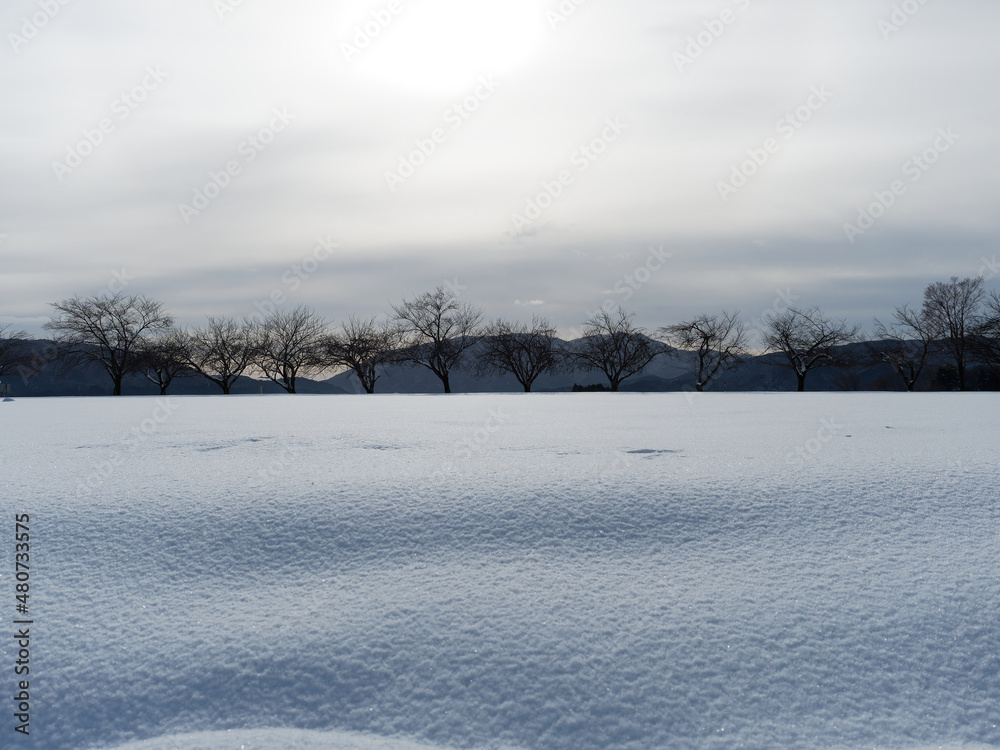 Obraz premium やわらかなグラテーションの雪景色