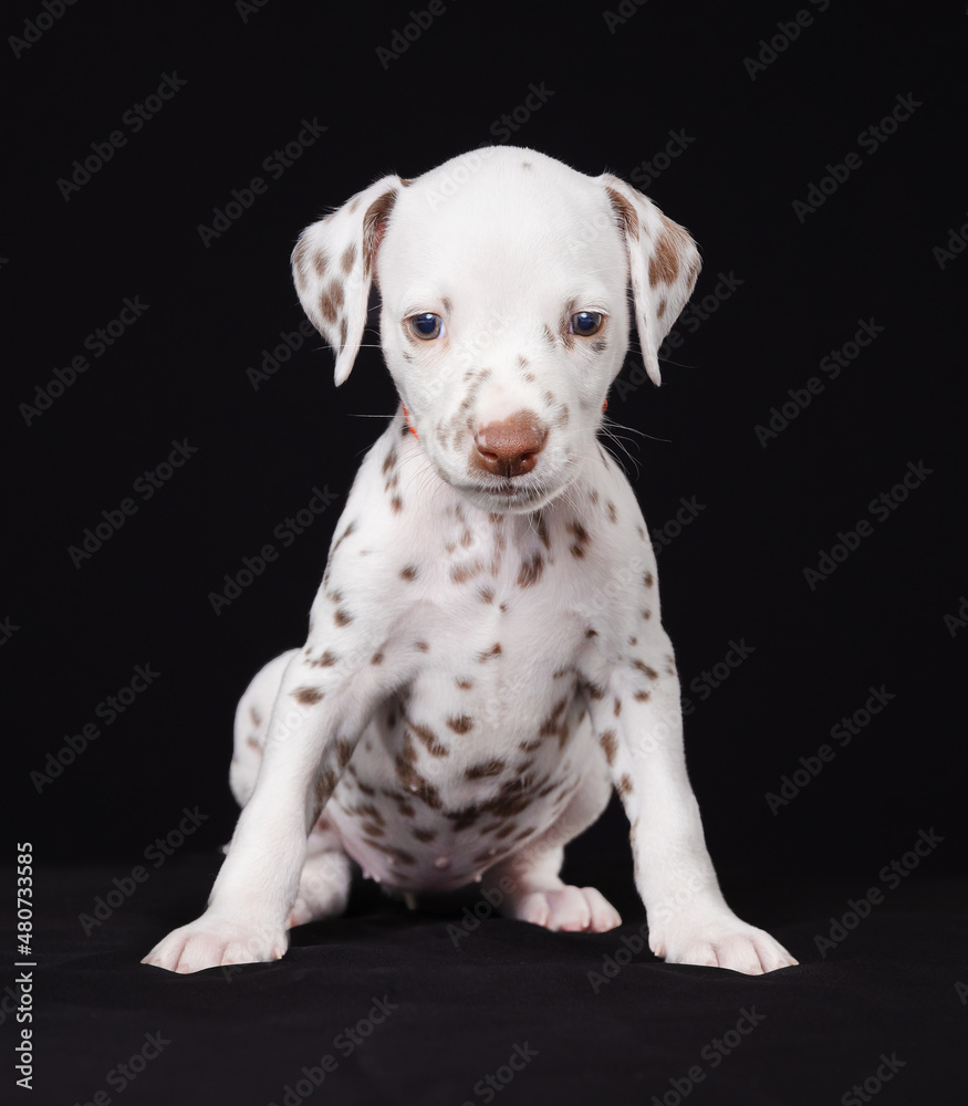 Dalmatian Puppy