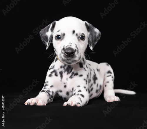 Dalmatian Puppy