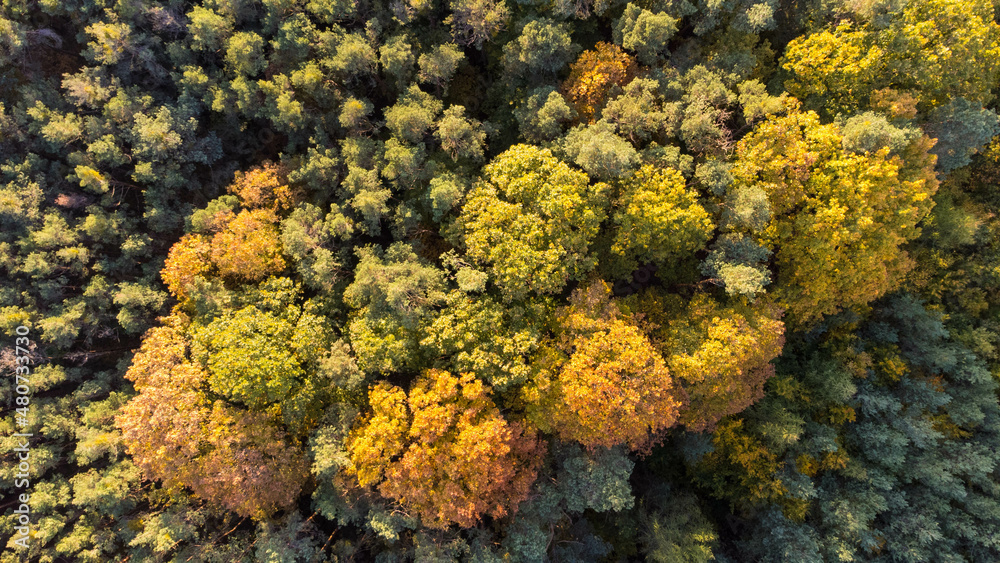 Herbstwald Herbstwald