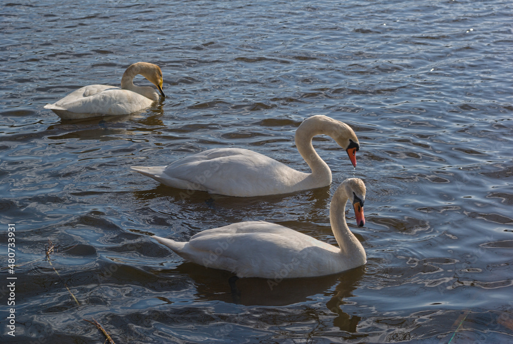 Fototapeta premium swan 