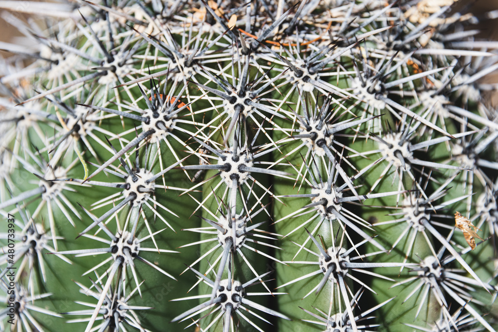 Saguaro thorns. Saguaro cactus. Sonoran Desert. Saguaro thorns. Saguaro cactus. Sonoran Desert.