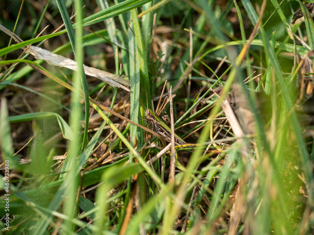 Close-up of a grasshopper sitting in the green grass