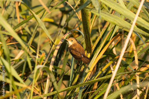 Aquatic warbler (Acrocephalus paludicola) in reeds in different poses 