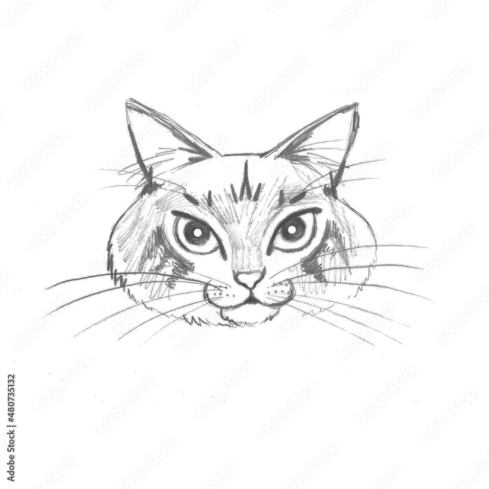 cat muzzle pencil drawing cat muzzle pencil drawing