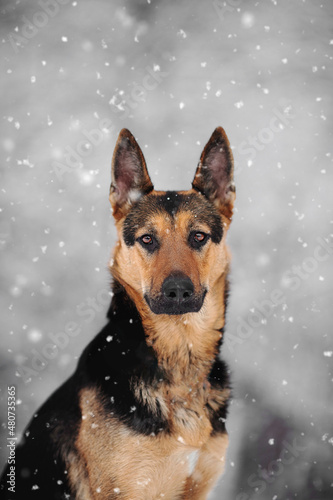 German Sheperd dog winter snow