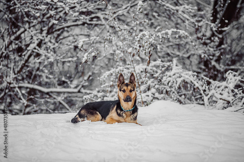 German Sheperd dog winter snow