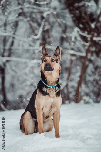 German Sheperd dog winter snow
