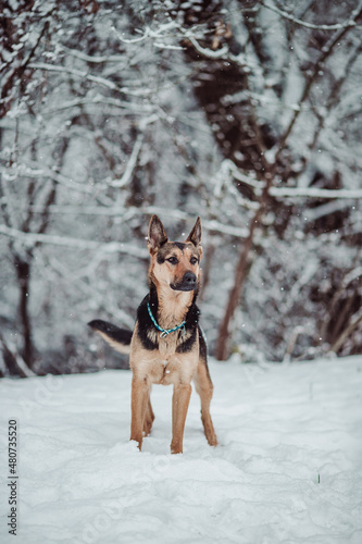 German Sheperd dog winter snow