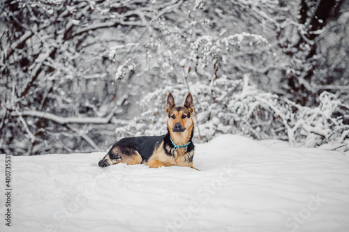 German Sheperd dog winter snow