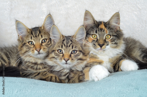Portrait of 3 kittens. Norwegian forest cats looking into the lens.