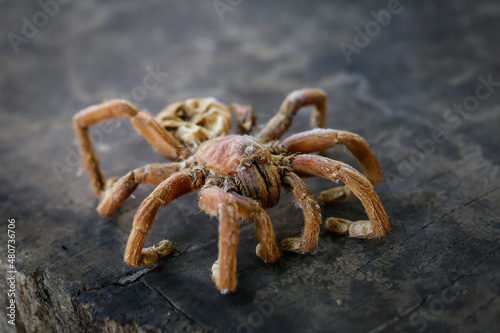 large brown spider on dark wood