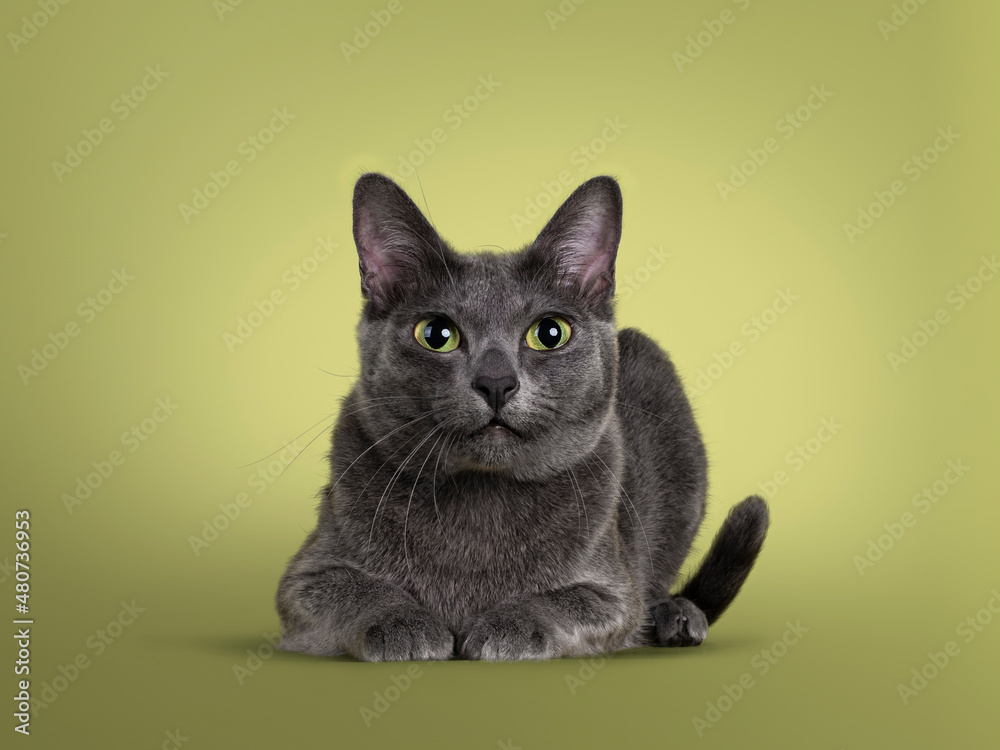 Obraz premium Cute Korat cat, laying down side ways facing front. Looking straight to camera with amazing green eyes. Isolated on a pastel soft green solid background.