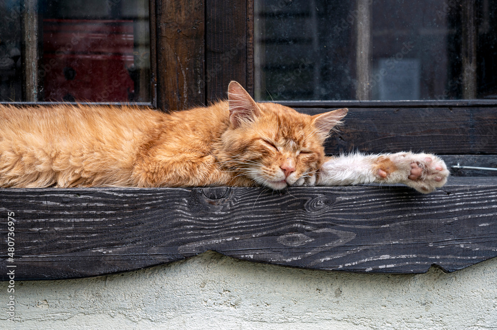 Fototapeta premium A pet cat sleeping on a windowsill