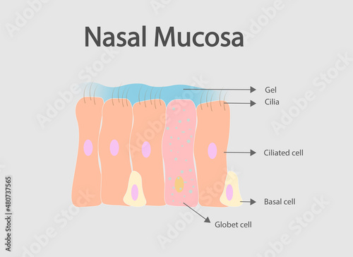 Nasal mucosa ilustration. Cells and structures in the Nsal mucosa.