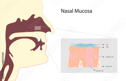 Nasal mucosa ilustration. Cells and structures in the Nsal mucosa. photo