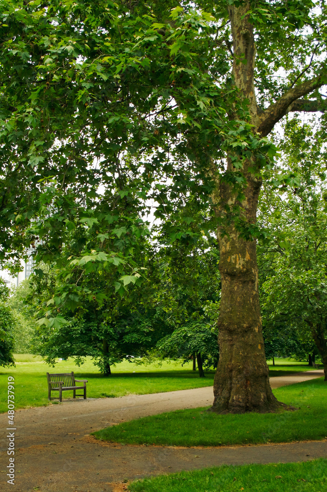 trees in the park