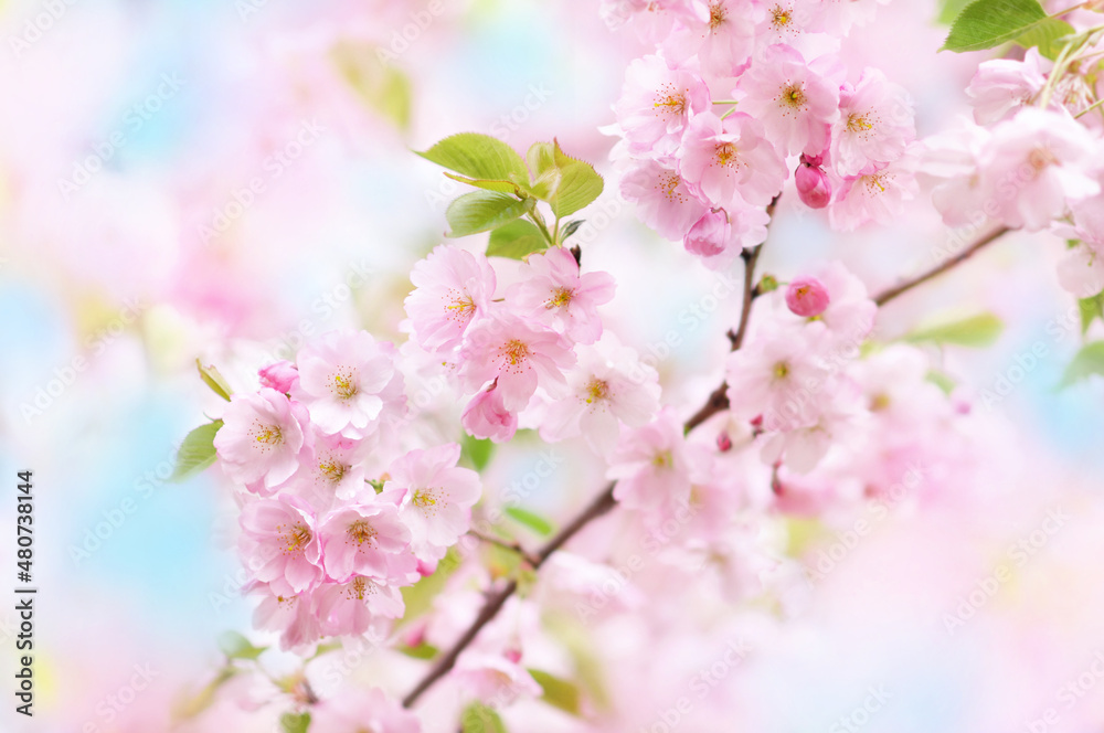 Spring blossom, springtime pink flowers bloom, pastel and soft floral card, selective focus, shallow DOF, toned