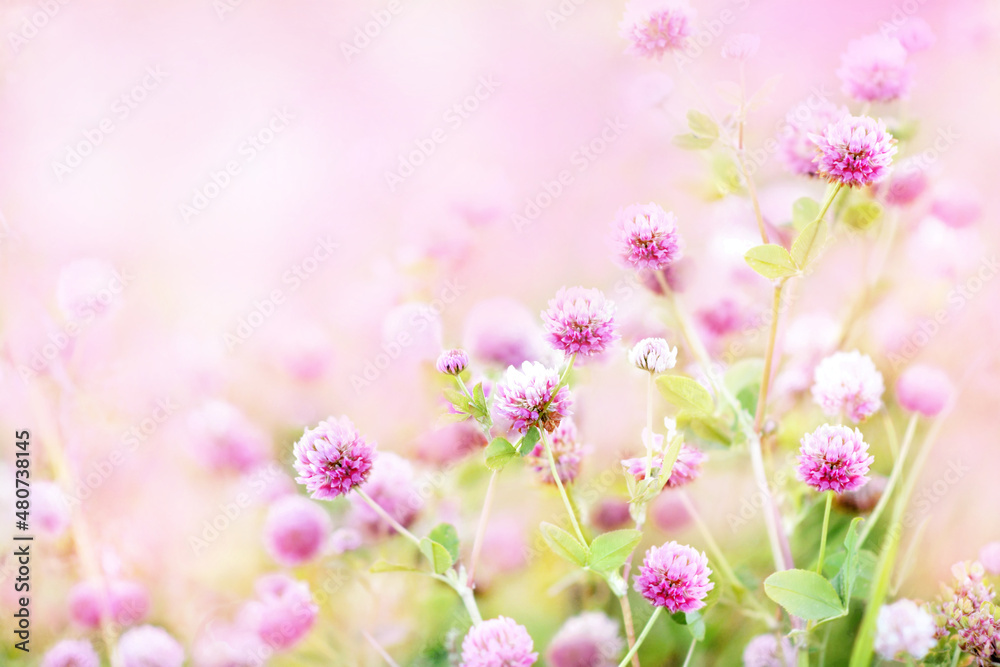 Summer blossoming clover on meadow, pink flower background, shiny floral card, shallow DOF Summer blossoming clover on meadow, pink flower background, shiny floral card, shallow DOF