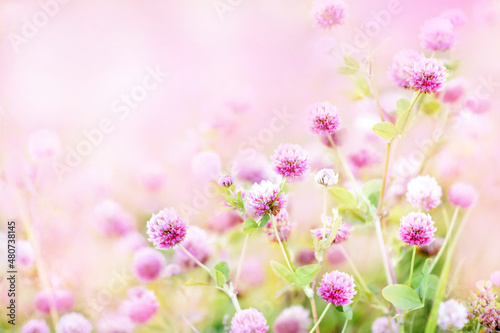 Summer blossoming clover on meadow  pink flower background  shiny floral card  shallow DOF