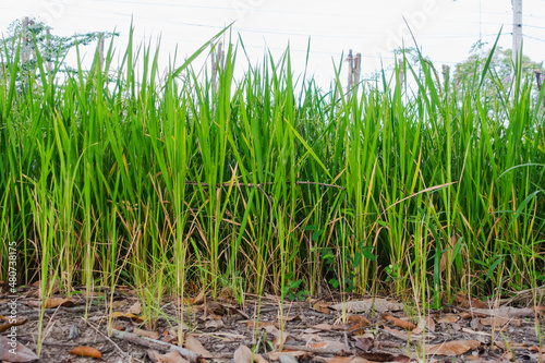 The rice in the field is about to be harvested