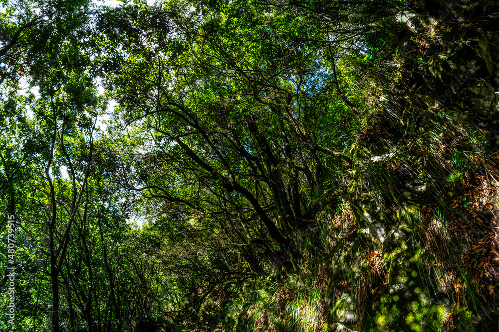 Madeira - Levada do Rei Madeira - Levada do Rei