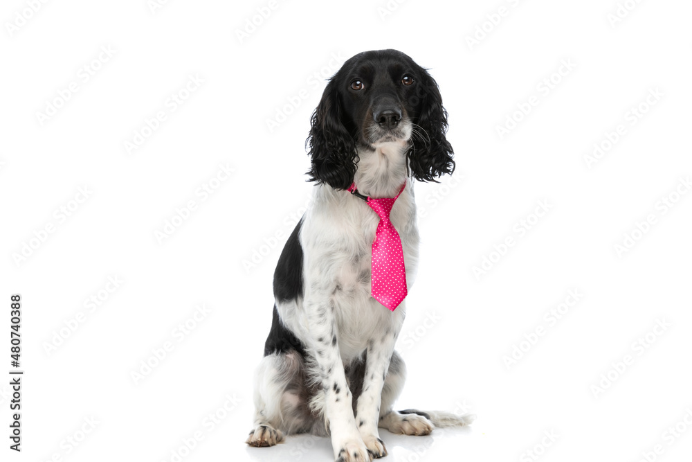 cute english springer spaniel dog with pink tie sitting in studio cute english springer spaniel dog with pink tie sitting in studio