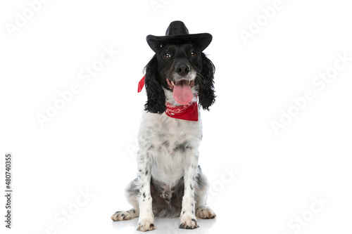 happy english springer spaniel pup with hat and bandana sticking out tongue