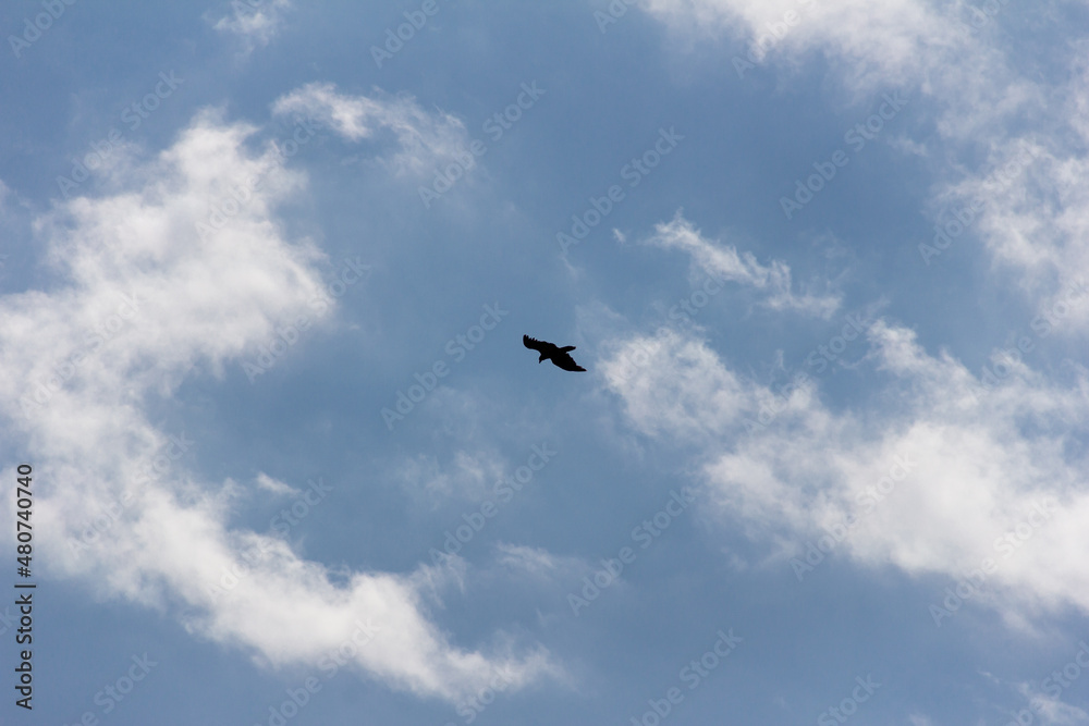 Silhouette of birds flying.
View Of the Bird Flying Against Sky.