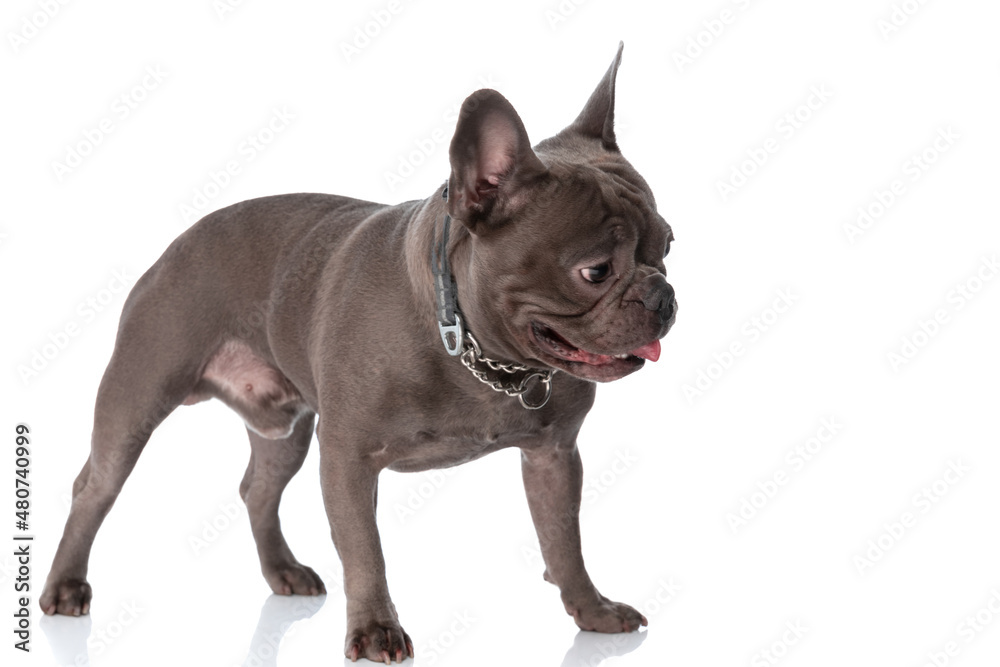 sweet little bully puppy with collar looking down side and panting sweet little bully puppy with collar looking down side and panting