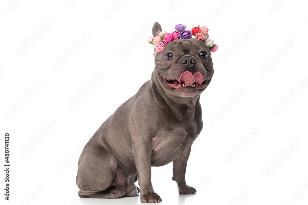 beautiful french bulldog dog with flowers headband panting