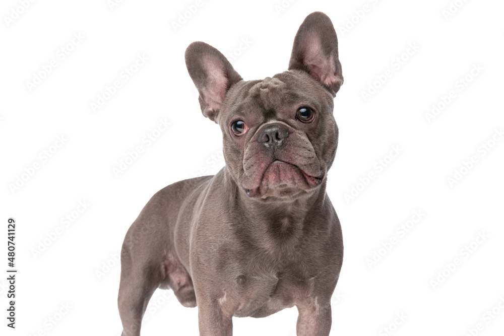 cute frenchie dog looking away and standing on white background