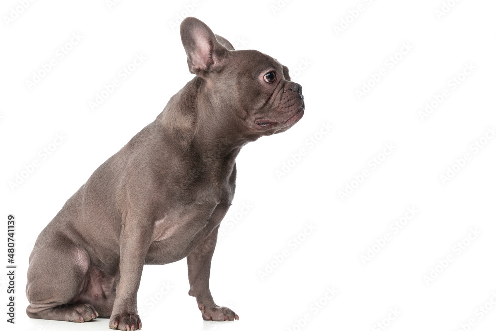 side view of lovely frenchie dog looking to side