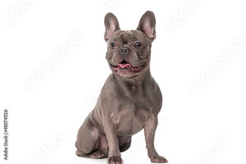 Fototapeta Naklejka Na Ścianę i Meble -  sweet small french bulldog puppy looking away and sticking out tongue