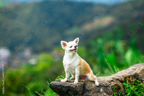 Close-up background view of the small dog Pomeranian  with a playful character and likes to play with the owner  with blurred movements while waiting for food.