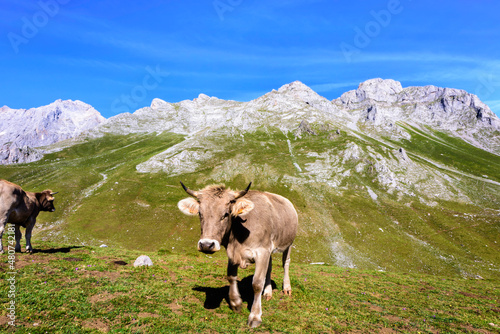 Cute cow in the mountains on green pasture, Sotres, Spain