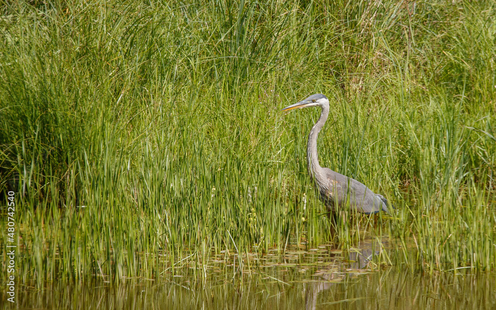 Fototapeta premium Great Blue heron fishing in river
