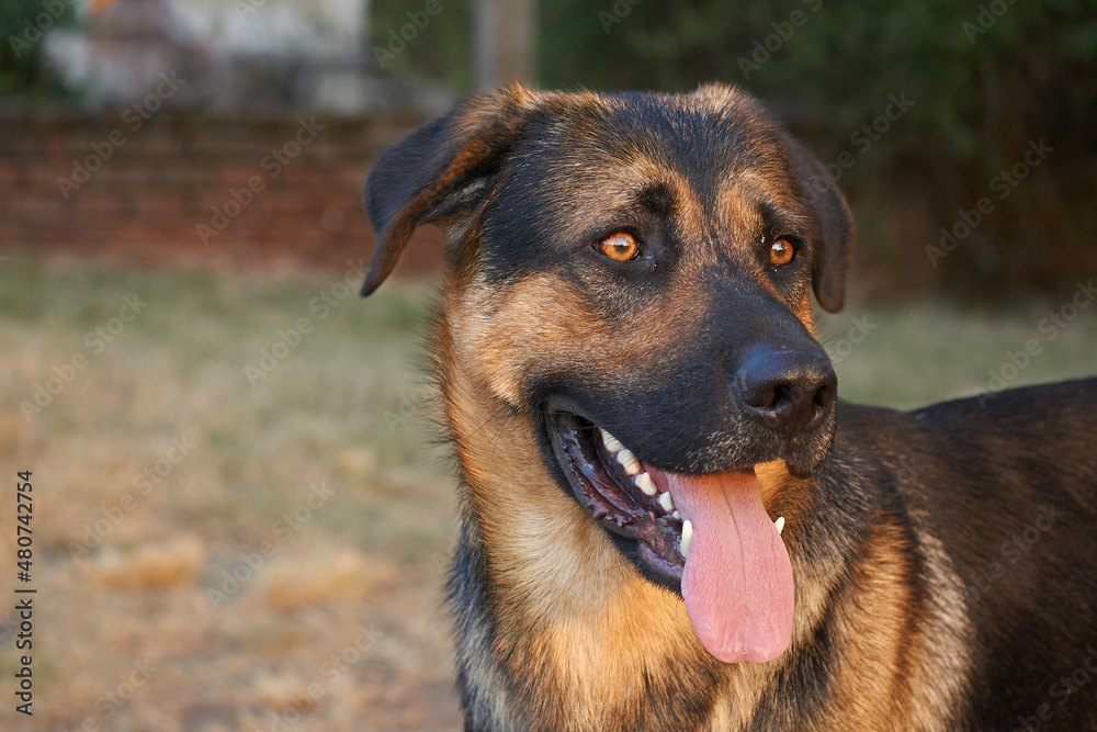 face of a beautiful dog with a lost look. copy-space face of a beautiful dog with a lost look. copy-space