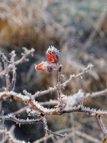Close-up of rose hips. The fruits are red and frozen.