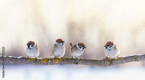 funny little birds sparrows sitting on a branch in the garden fluffing their feathers © nataba