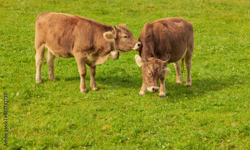 Zwei junge Kühe auf einer Weide spielen miteinander
