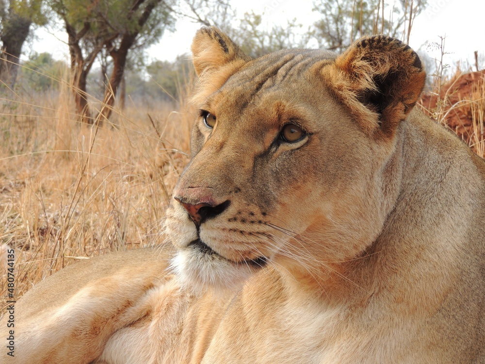 Obraz premium Lioness