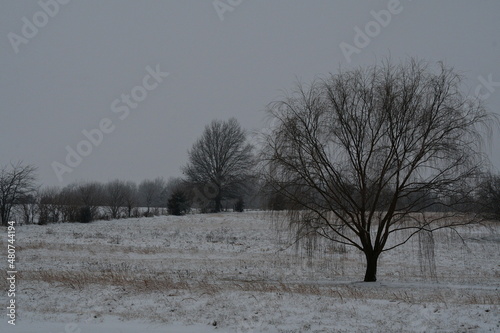Wallpaper Mural Weeping Willow Tree in a Snowy Field Torontodigital.ca