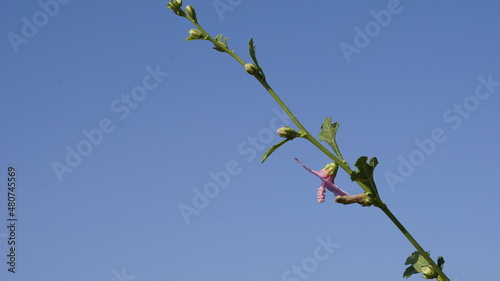 closeup shot of bunch of Urena lobata flower with its natural background; also known as burmallow,aramina plant,pipiri,caserweed,congo jute,urena weed etc photo