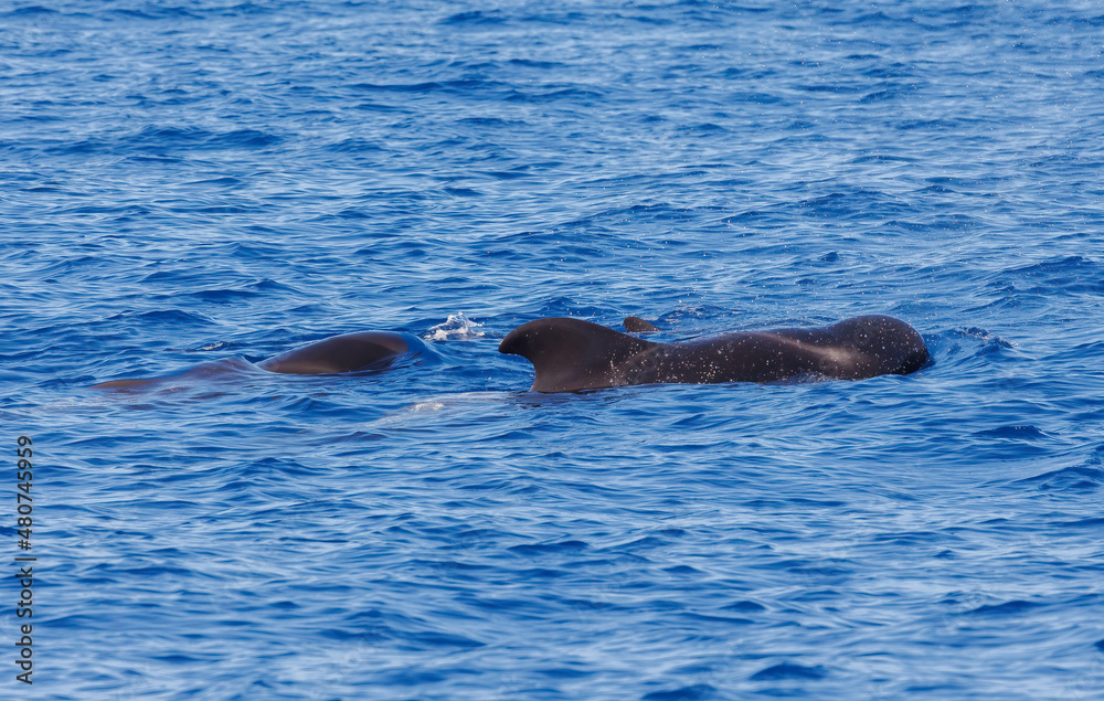 Fototapeta premium Pilot whales in Atlantic Ocean Spain