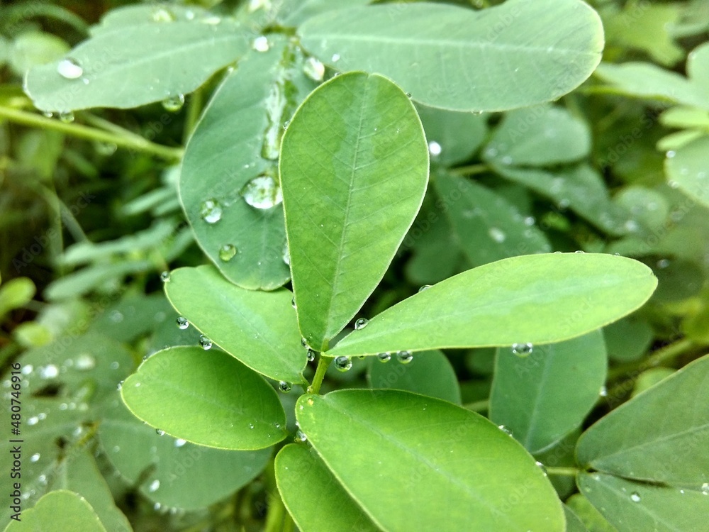 Morning Dew Shining On The Juicy Lush Green Leaves. Morning Dew Shining On The Juicy Lush Green Leaves.
